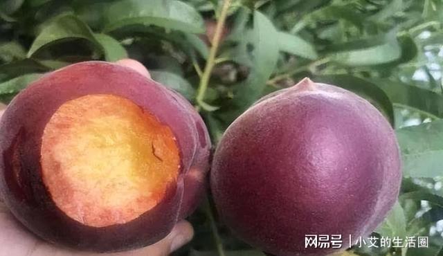 家中有空地此树种几棵营养价值高果开云APP 开云官网入口子富含花青素(图2)