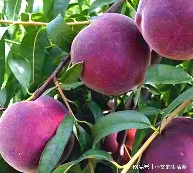 家中有空地此树种几棵营养价值高果开云APP 开云官网入口子富含花青素(图4)