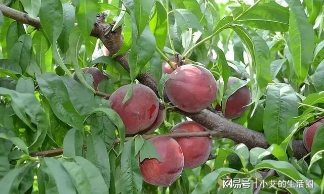 家中有空地此树种几棵营养价值高果开云APP 开云官网入口子富含花青素(图6)