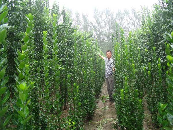 100种绿化苗木名称开云 开云体育平台(图1)
