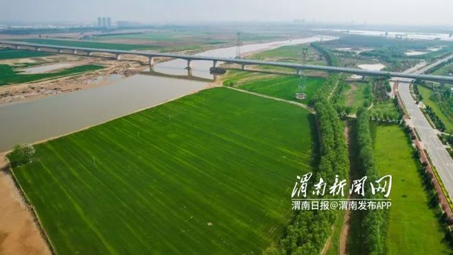 开云APP 开云官网入口渭河岸边有个千亩草坪基地 让绿意弥漫整个春天(图2)