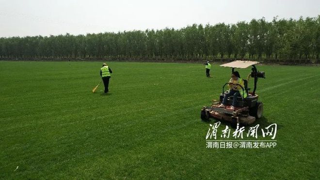 开云APP 开云官网入口渭河岸边有个千亩草坪基地 让绿意弥漫整个春天(图1)