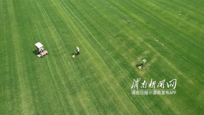 开云APP 开云官网入口渭河岸边有个千亩草坪基地 让绿意弥漫整个春天(图3)