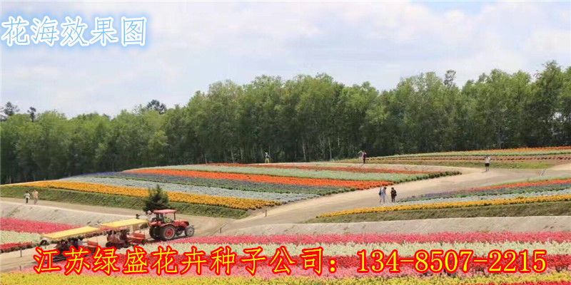 开云 开云体育平台其它地区道路绿化花草植物设计图(图1)