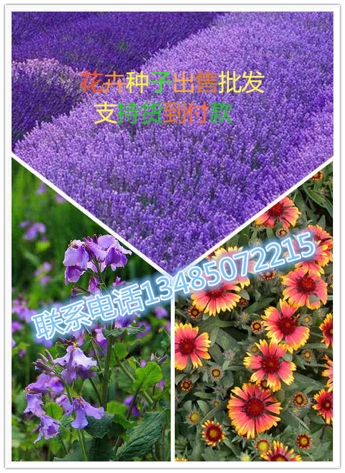开云 开云体育平台其它地区道路绿化花草植物设计图(图2)