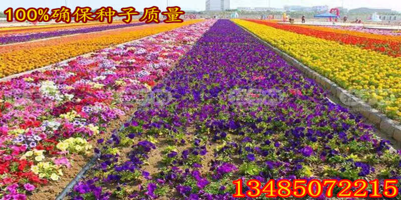 开云 开云体育平台其它地区道路绿化花草植物设计图(图3)
