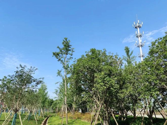 125万平方米！义乌这条“会吸水”的Kaiyun 开云森林通道建设完成(图4)