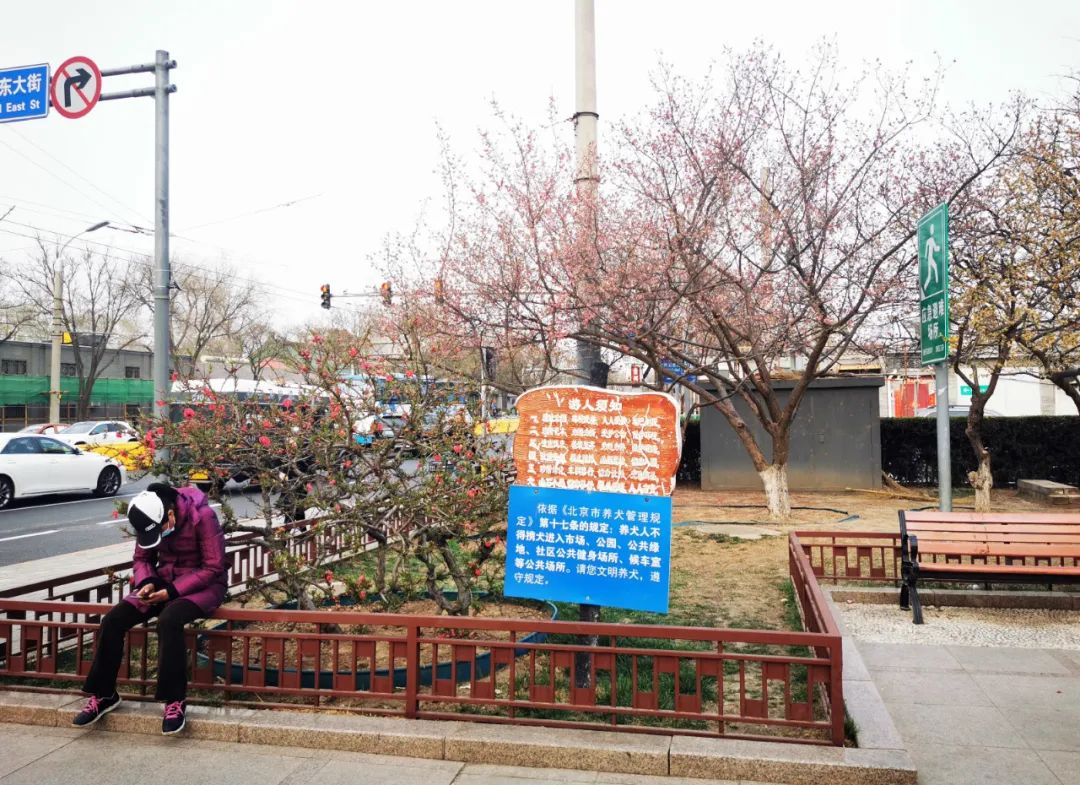 开云 开云体育官网让城市历久弥新——北京平安大街东段街道更新 澳斯派克(图6)