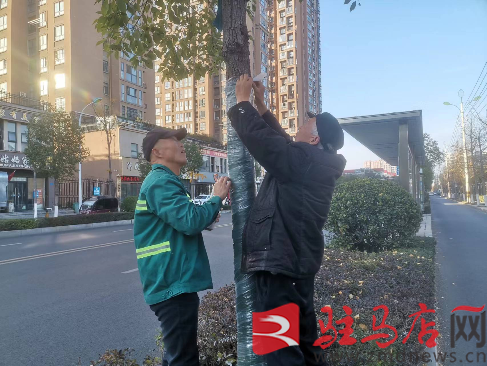 开云体育 开云官网市园林绿化中心加强绿化养护管理 确保树木安全过冬(图1)