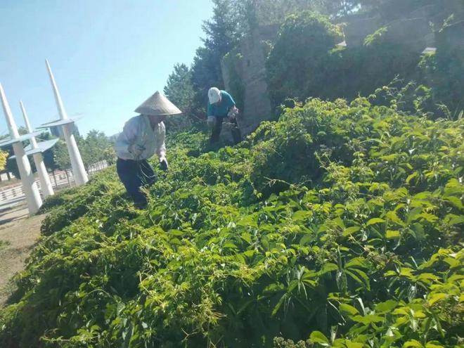 Kaiyun 开云体育炎炎夏日 绿化养护正忙时—“四加强”开启夏季园林绿化养护模式(图4)
