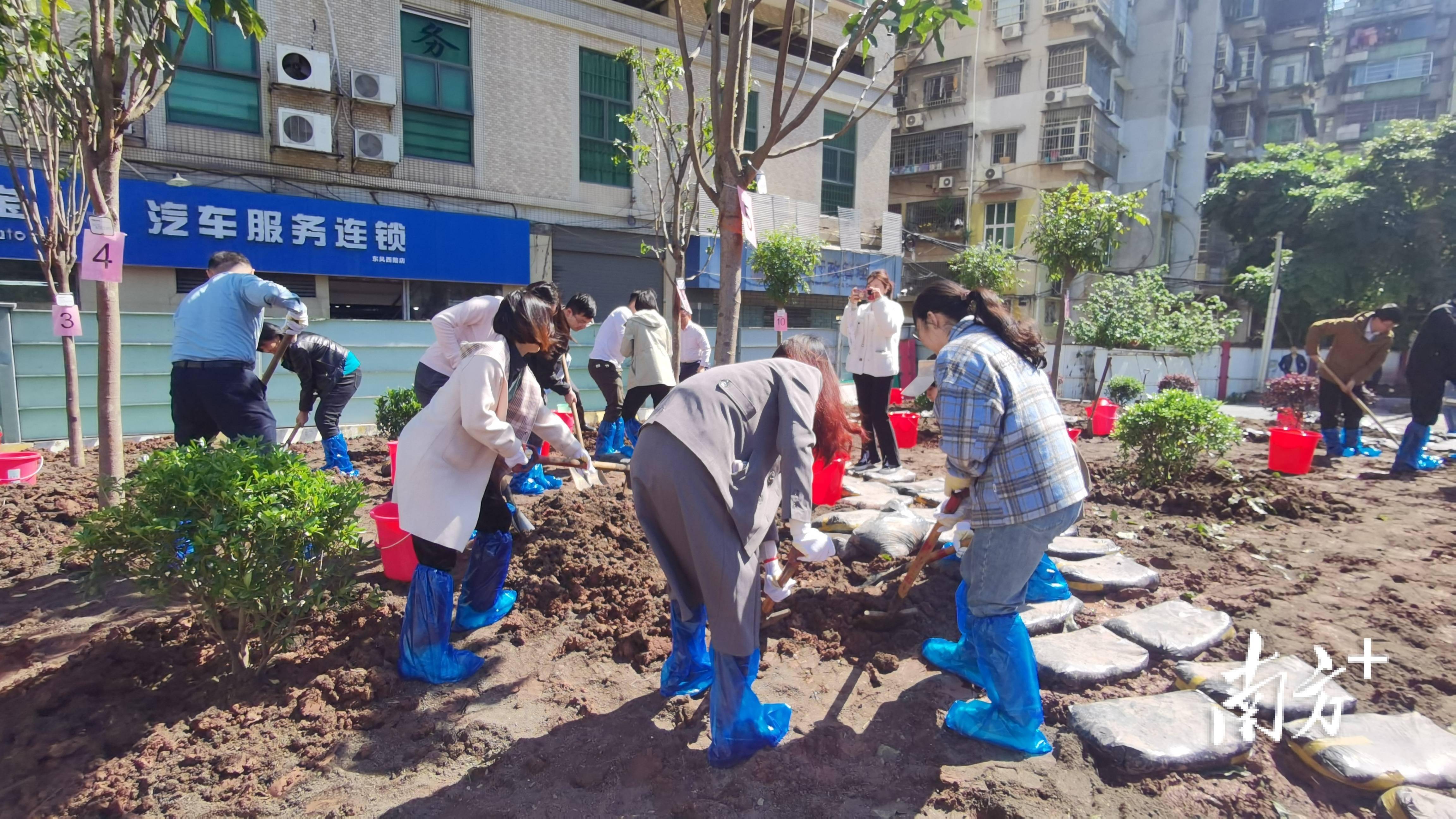 开云 开云体育官网新春催新绿100株苗木擦亮绿美越秀生态底色(图1)