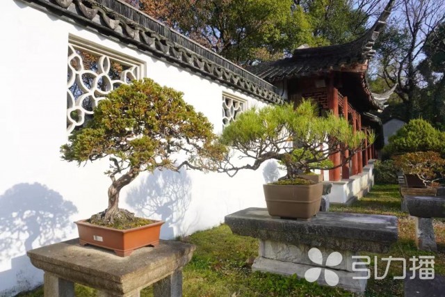 Kaiyun 开云体育来一场园林深度游！“我在苏州游园林”春季篇上新(图5)