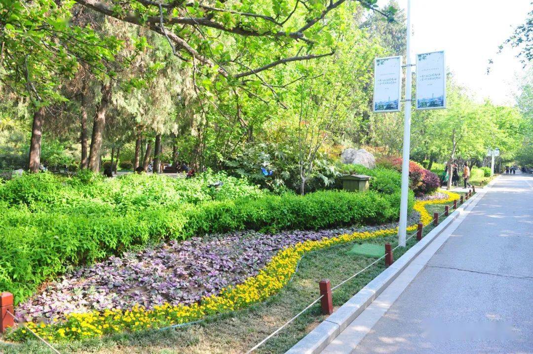 如何选择园林绿化的苗木品种开云体育 Kaiyun.com 官网入口(图4) 如何选择园林绿化的苗木品种开云体育 Kaiyun.com 官网入口(图4)