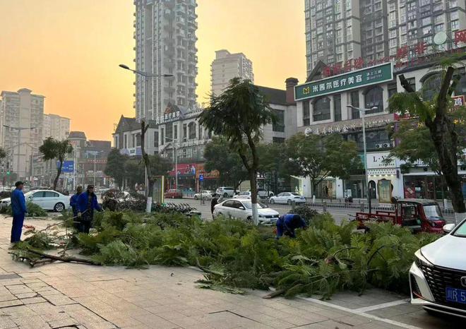 擅自修剪蓝花楹 开云 开云体育官网城管：罚款！(图2)