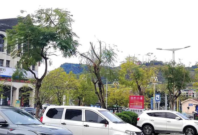 擅自修剪蓝花楹 开云 开云体育官网城管：罚款！(图4)