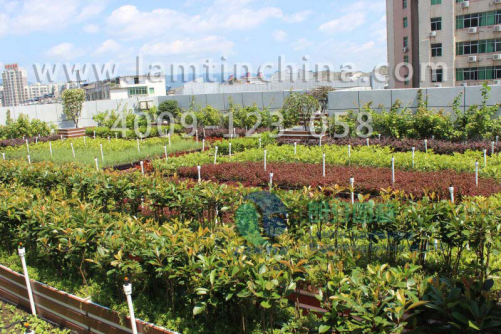 开云体育 开云官网屋顶绿化花园植物设计(图2)