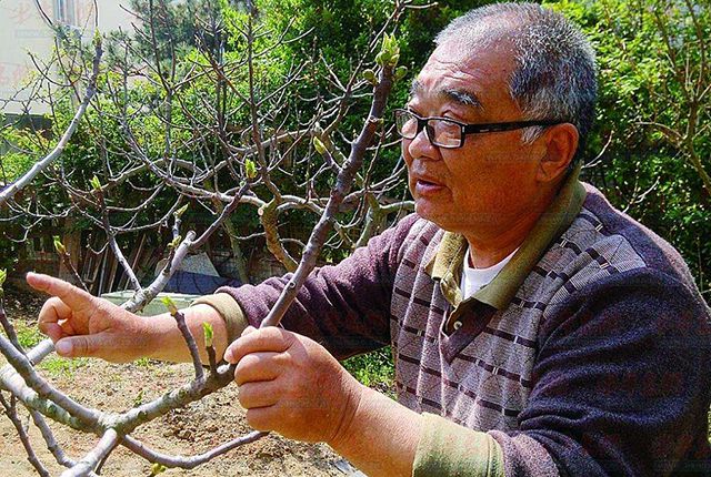 农村有块空地别浪费种上这开云 开云体育平台5种树苗过些年后很值钱！(图1)