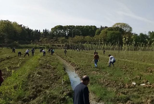 农村有块空地别浪费种上这开云 开云体育平台5种树苗过些年后很值钱！(图7)