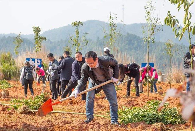 农村有块空地别浪费种上这开云 开云体育平台5种树苗过些年后很值钱！(图8)