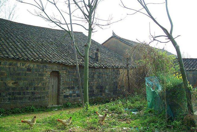 农村有块空地别浪费种上这开云 开云体育平台5种树苗过些年后很值钱！(图9)