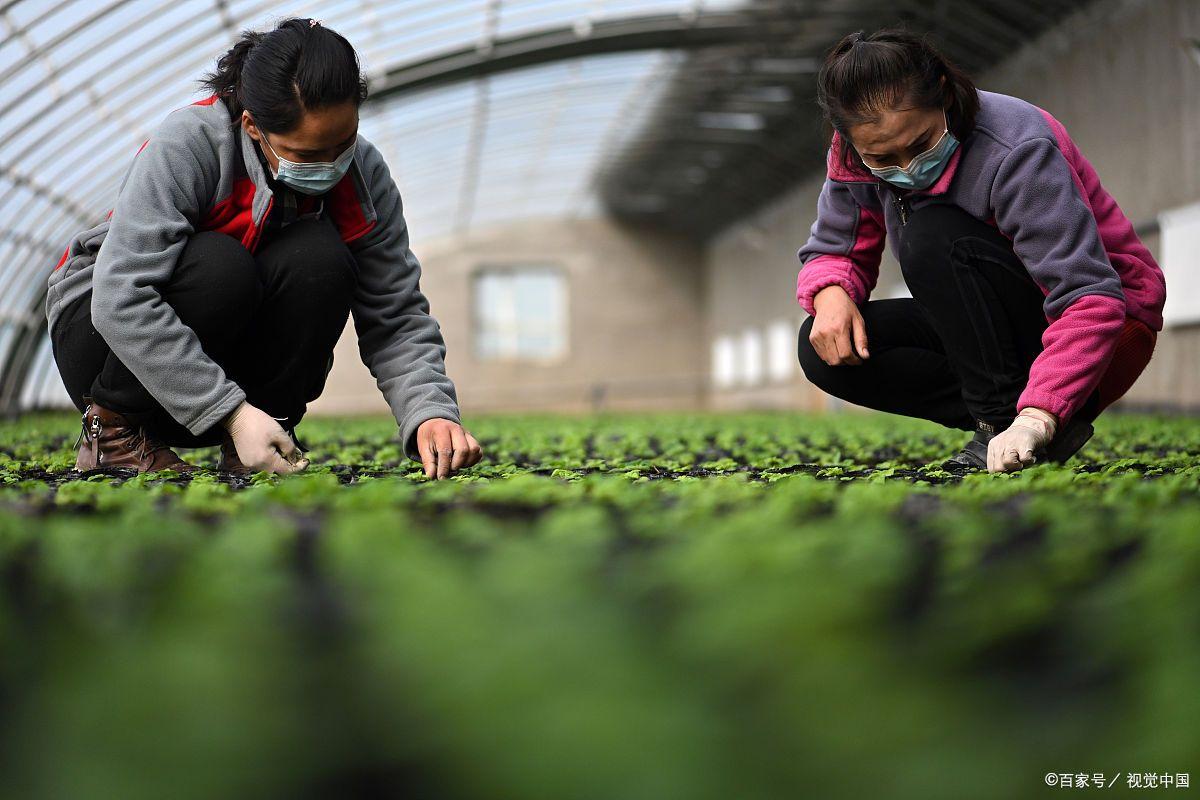 开云 开云体育平台园林绿化工程师证书报名入口在哪？哪些要求？报考流程？多久出证(图2)