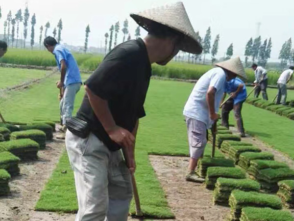 开云体育 开云官网种植草坪价格是多少钱一平方？(图1)