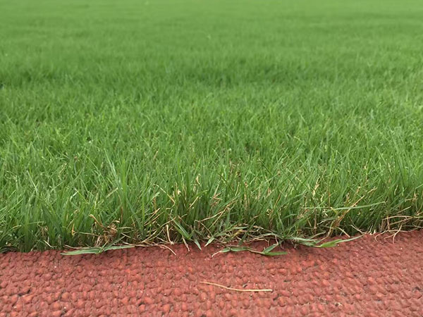 开云体育 开云官网种植草坪价格是多少钱一平方？(图3)