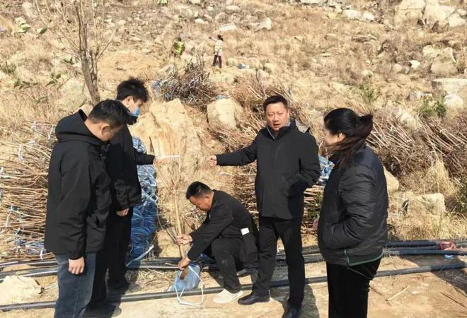 开云APP 开云官网入口滕州：栽植苗木进场！莲微大道这一景观绿化工程施工！(图1)