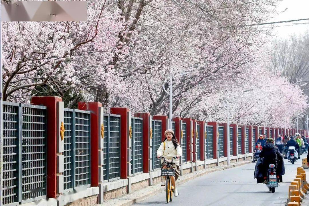 开云 开云体育官网出门就能赏花！132处公园赏花片区邀您感受京城春色(图1)