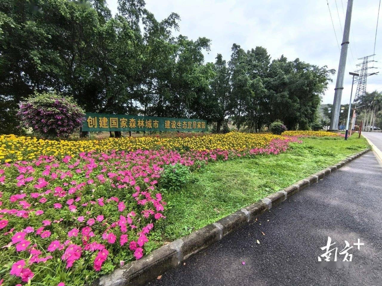 开云APP 开云官网入口增植绿化约2900株阳春提升城市绿化品质(图3)