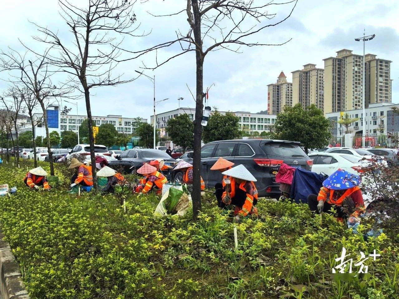 开云APP 开云官网入口增植绿化约2900株阳春提升城市绿化品质(图4)