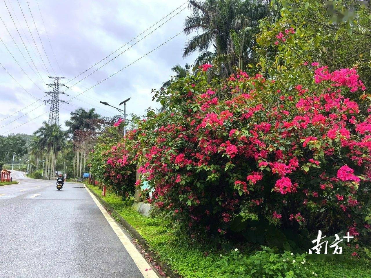 开云APP 开云官网入口增植绿化约2900株阳春提升城市绿化品质(图5)
