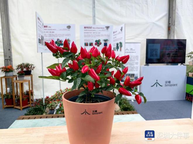 深圳“五园连通”的丝滑在粤港澳大湾区花展中展现开云体育 Kaiyun.com 官网入口(图5)