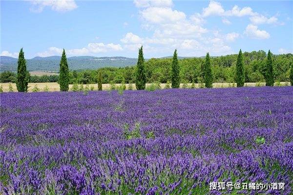 好听罕见绝不重名的园林绿化公司名字？开云体育 开云官网(图1)