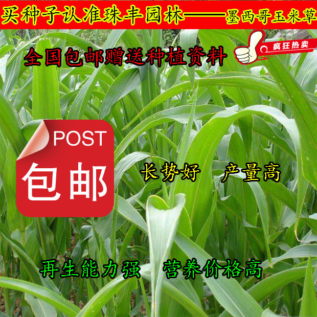 福建三明绿化草坪种子联系电话联系方式开云 开云体育官网(图1)