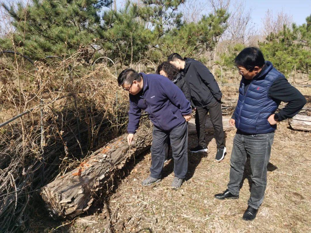 区园林绿化局开展林地、绿地养护管理和森林防火工作专项检查开云体育 开云官网(图2)