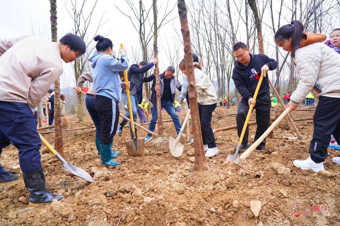 植树添新绿 开云体育 开云官网不负好春光(图1)