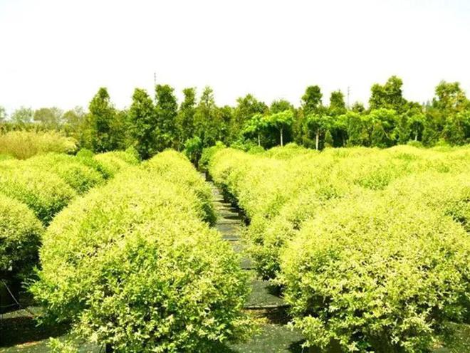 开云APP 开云官网入口互联网+花卉苗木生态建设(图2)