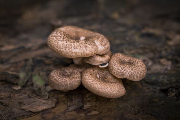 Kaiyun 开云园林绿化规范(园林绿化施工规范有哪些)(图2)