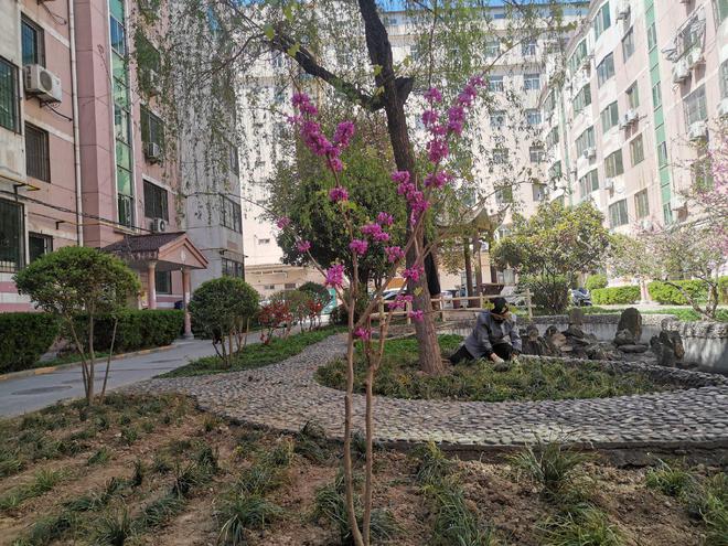 开云 开云体育官网陕西咸阳：芙蓉社区天宏小区开展植绿行动(图3)