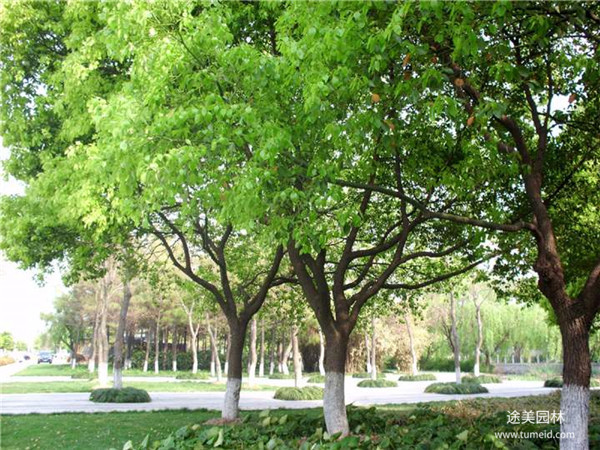 开云体育 Kaiyun.com 官网入口常见的绿化苗木有哪些？(图3)