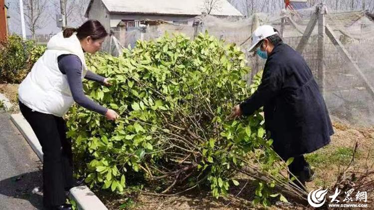 开云APP 开云官网入口临沭县妇联捐赠绿化苗木扮靓绿满沂蒙 花满村(图1)