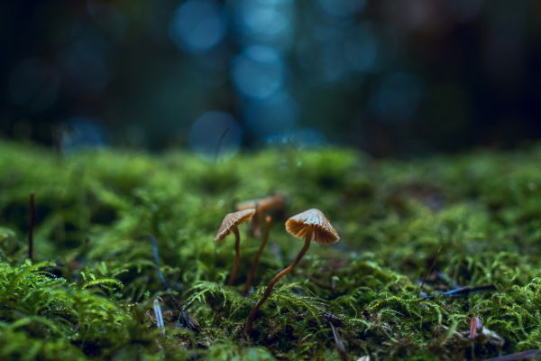 绿化景观方案(园开云 开云体育官网林景观设计的九种方法)(图1)