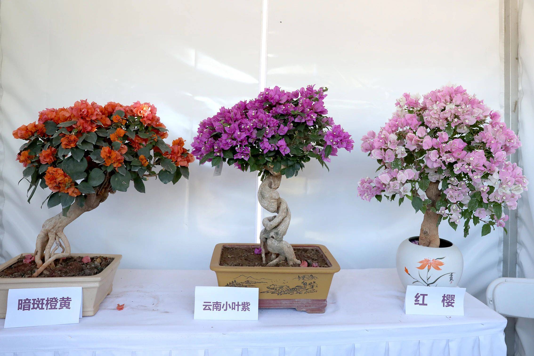 开云体育 开云平台北京发布春季赏花地图市民可“按图索骥”查询全市赏花片区和生态文化活动(图3)
