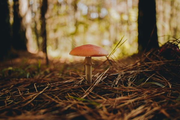 硬质绿化(立体绿化实施方开云体育 开云官网案)(图3)