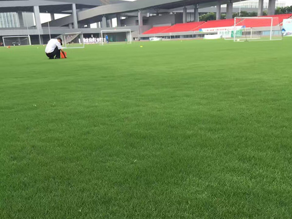 开云体育 开云平台草坪价格是多少钱一平方质量好的？(图3)