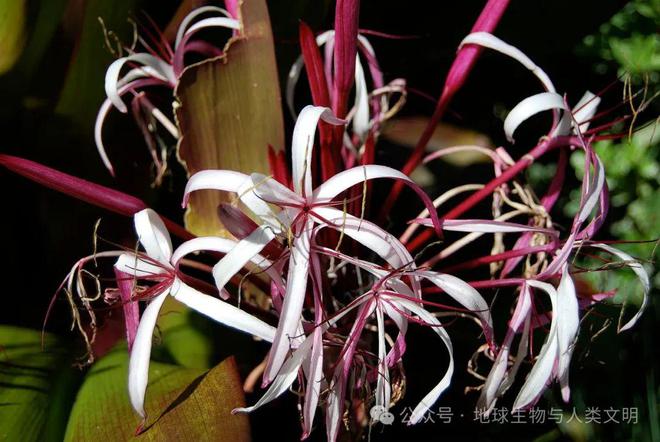 开云 开云体育官网【植物界全系列】石蒜科—石蒜亚科（三）：文殊兰(图1)