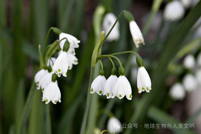 开云 开云体育官网【植物界全系列】石蒜科—石蒜亚科（三）：文殊兰(图2)