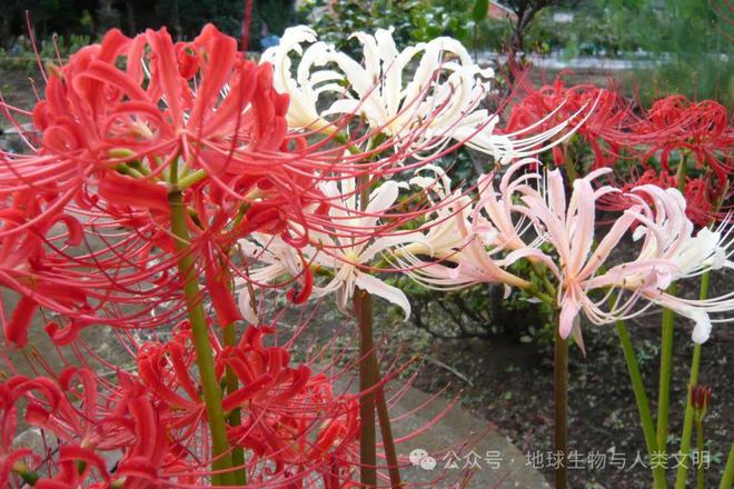 开云 开云体育官网【植物界全系列】石蒜科—石蒜亚科（三）：文殊兰(图3)