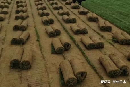 荣佳苗木绿色草坪种植：让绿色成Kaiyun 开云体育为生活的主色调(图3)